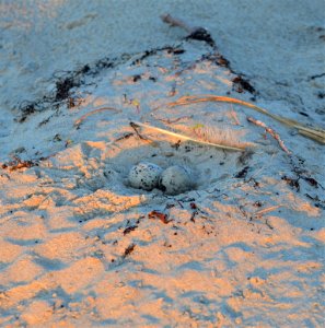 2-egg American oystercatcher nest - Ocracoke's first nest of the season