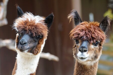 Wool fluffy paarhufer