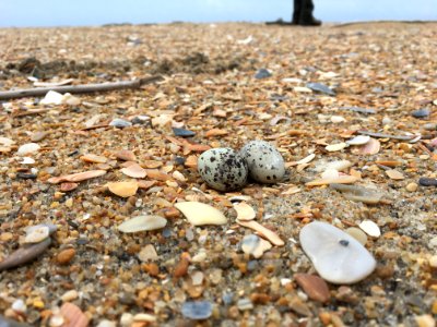 Least tern eggs found on Hatteras Island 2020