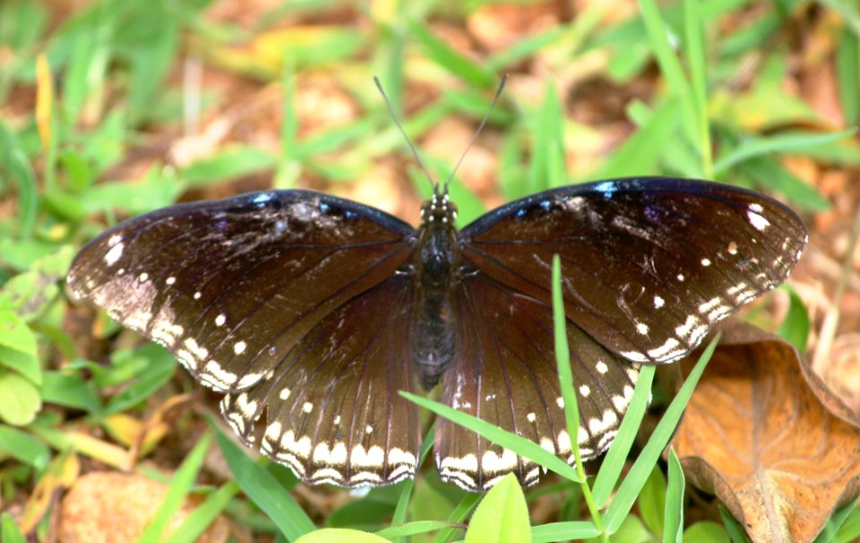 Hypolimnas bolina Linnaeus, 1758 – Great Eggfly