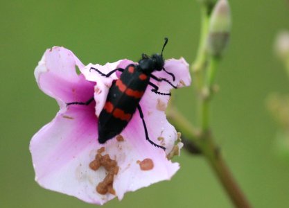 Blister Beetle