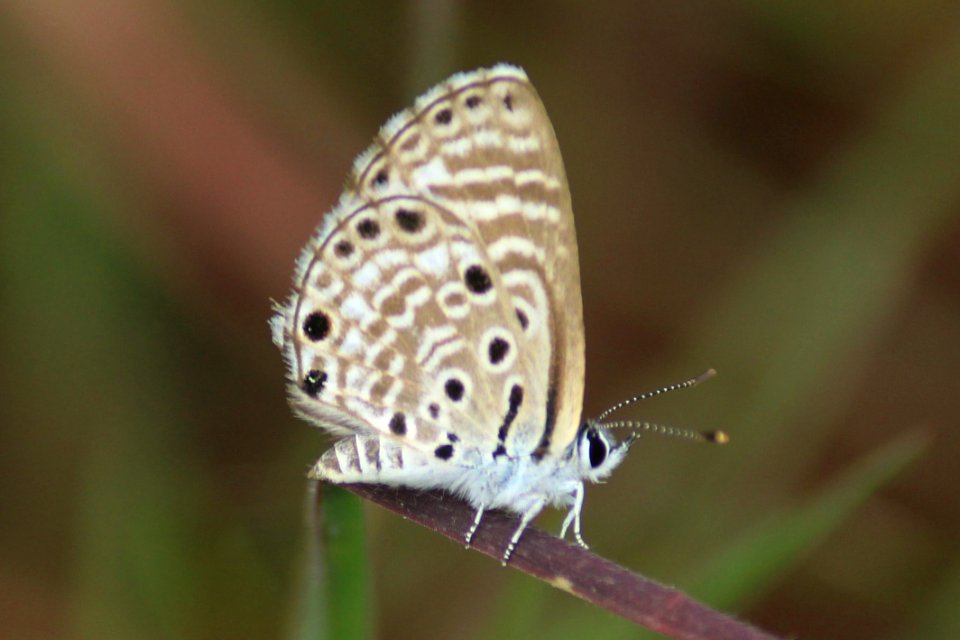 Azanus jesous Guérin-Méneville, 1847 – African Babul Blue
