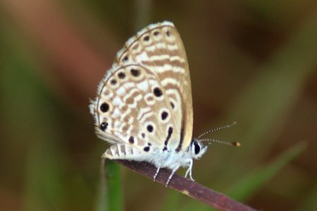 Azanus jesous Guérin-Méneville, 1847 – African Babul Blue