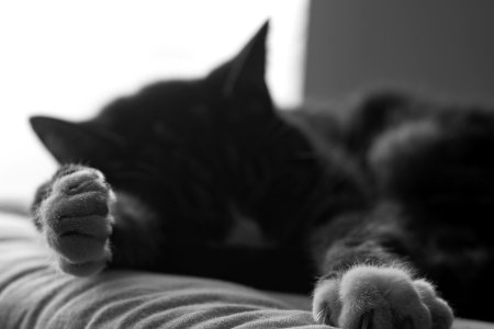 Cat nap photo