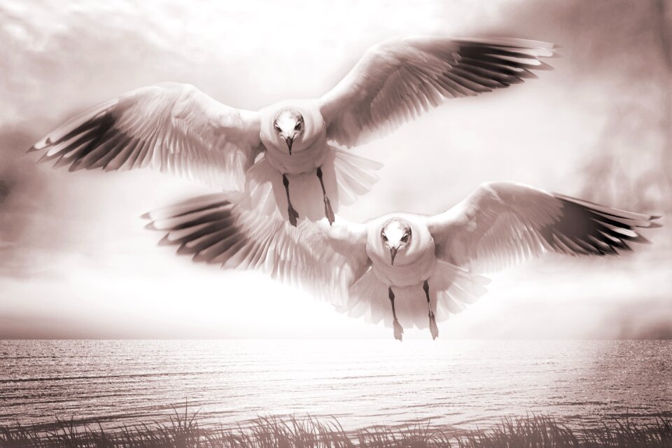 Water bird water sea