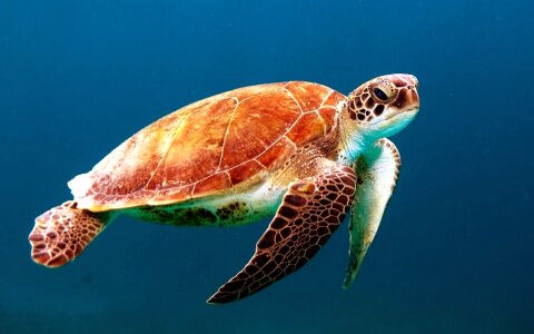Sea turtle creature ocean