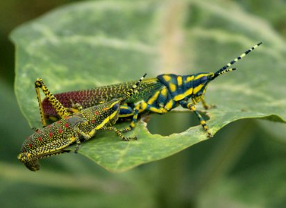 Painted Grasshopper