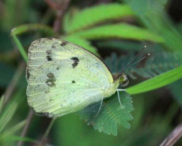 Ixias pyrene Linnaeus, 1764 – Yellow Orange-tip