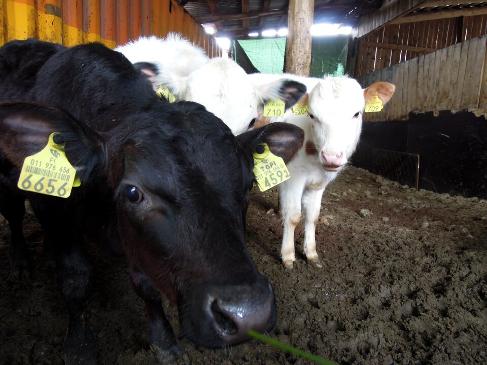 White animal black and white