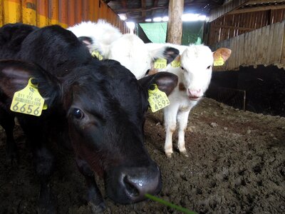 White animal black and white
