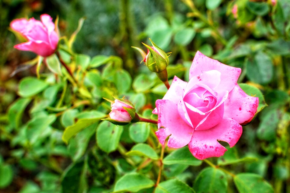 Pink rose bloom flower