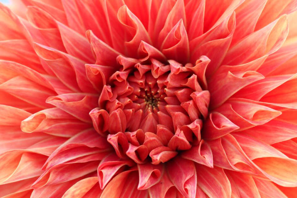 Floral bloom natural