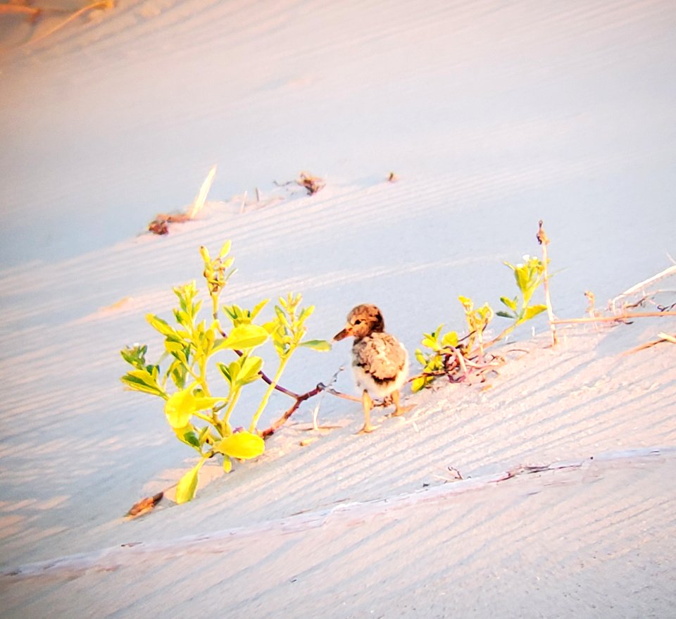 A sweet little American Oystercatcher chick on Ocracoke Island