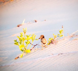 A sweet little American Oystercatcher chick on Ocracoke Island