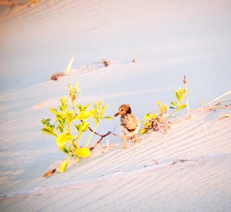 A sweet little American Oystercatcher chick on Ocracoke Island photo