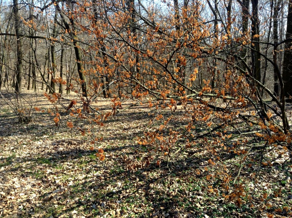 Hamamelis virginiana