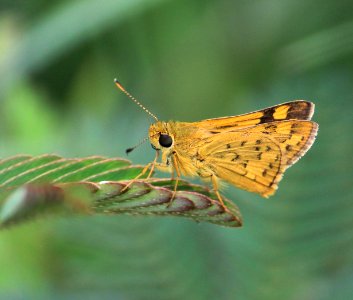 Potanthus spp. – Dart spp.