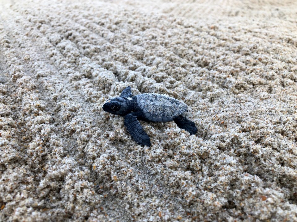 Kemp's Ridley hatchling south of Ramp 55 08-25-2020