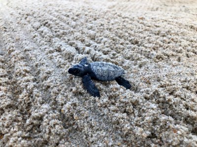 Kemp's Ridley hatchling south of Ramp 55 08-25-2020