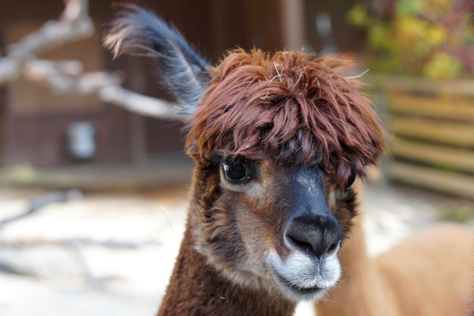 Wool fluffy paarhufer