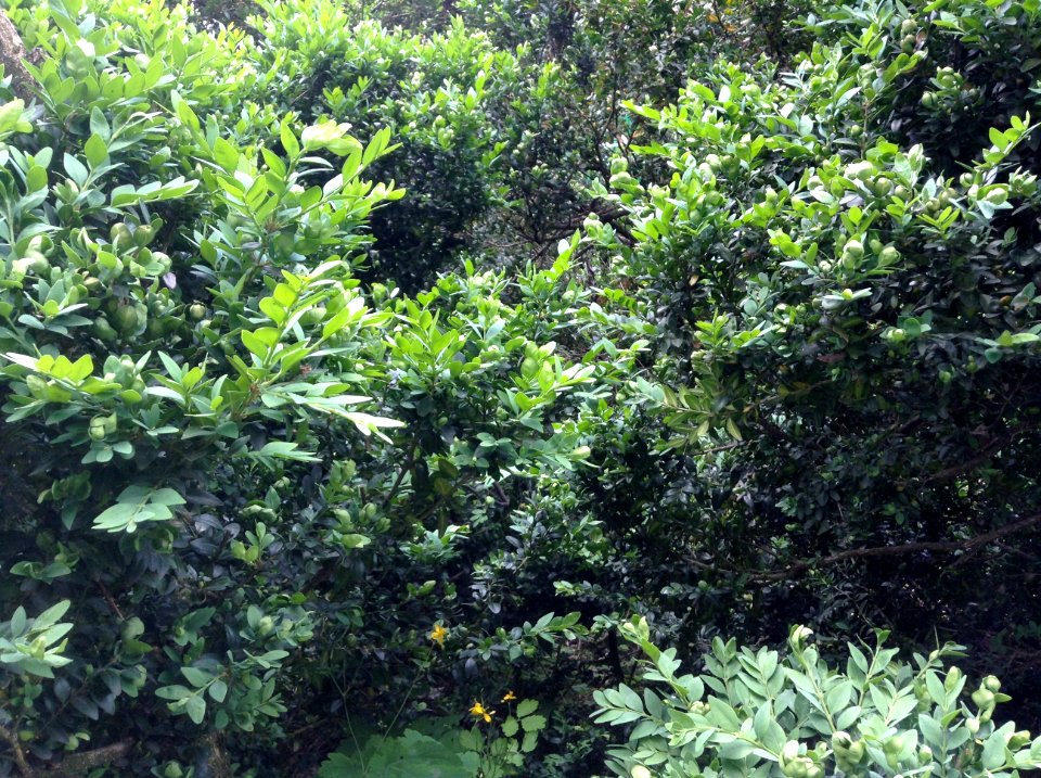 Buxus sempervirens
