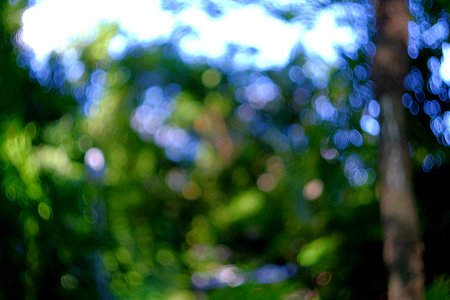Bokeh with Helios Lens.