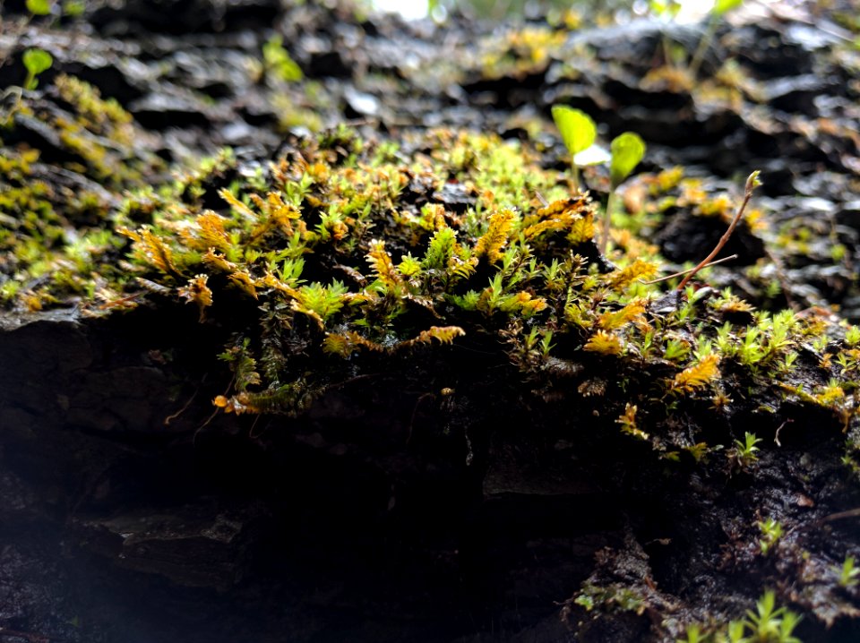 Misty Moss Outcrop