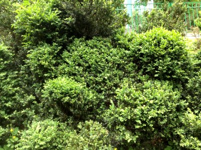 Buxus sempervirens