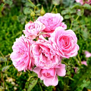 Pink rose bloom flower