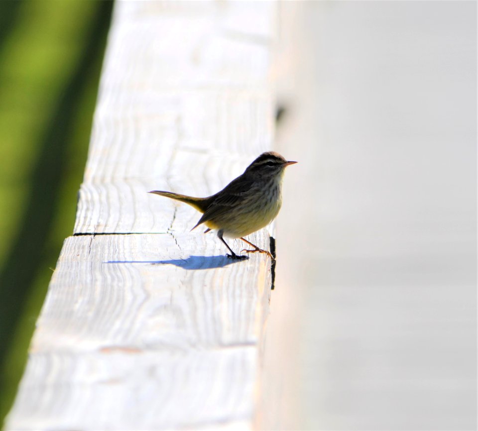 Palm Warbler on the Ocracoke Light Station boardwalk