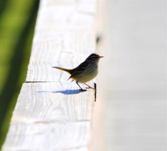 Palm Warbler on the Ocracoke Light Station boardwalk