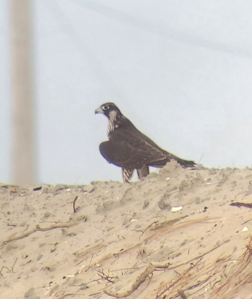 Peregrine falcon, more commonly seen in the winter, resting on the short dunes, north of Ramp 63