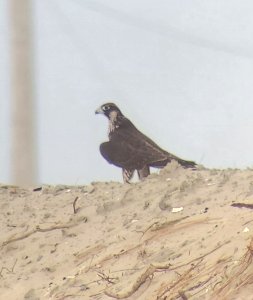 Peregrine falcon, more commonly seen in the winter, resting on the short dunes, north of Ramp 63