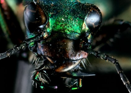 Cicindela campestris Linnaeus, 1758