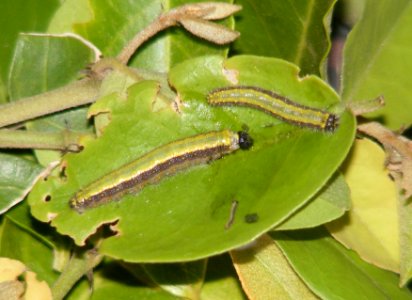 Pioneer Belenois aurota Larva photo