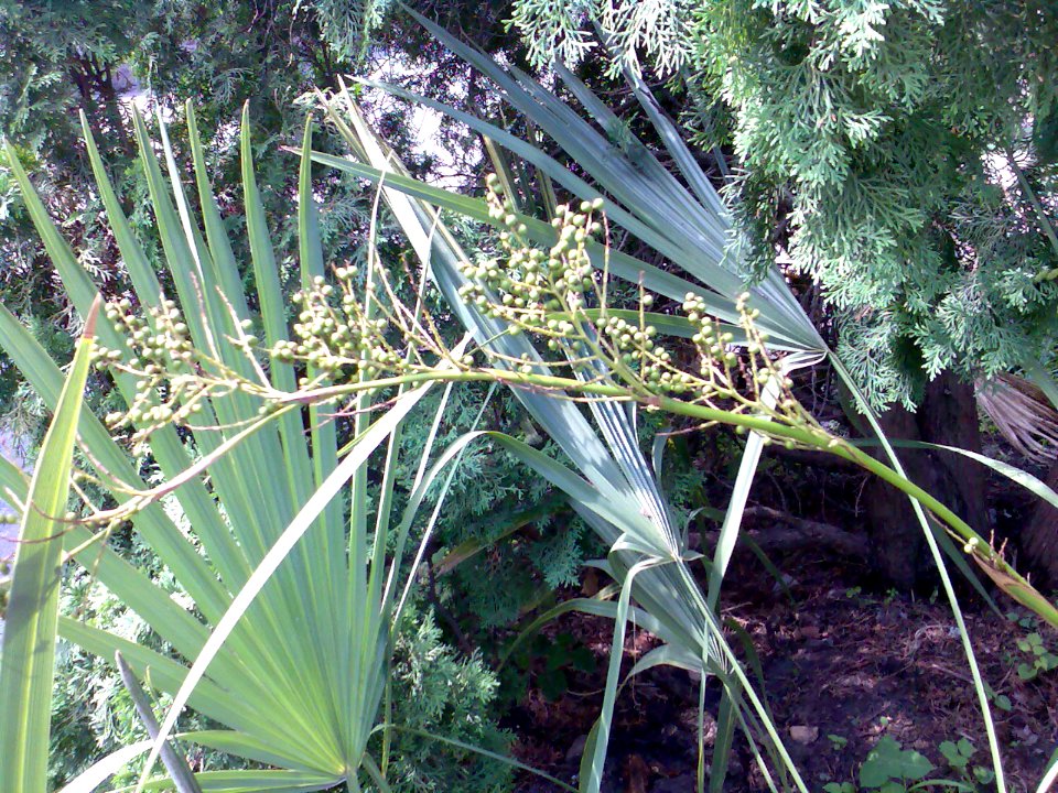Sabal minor. Unripe fruits