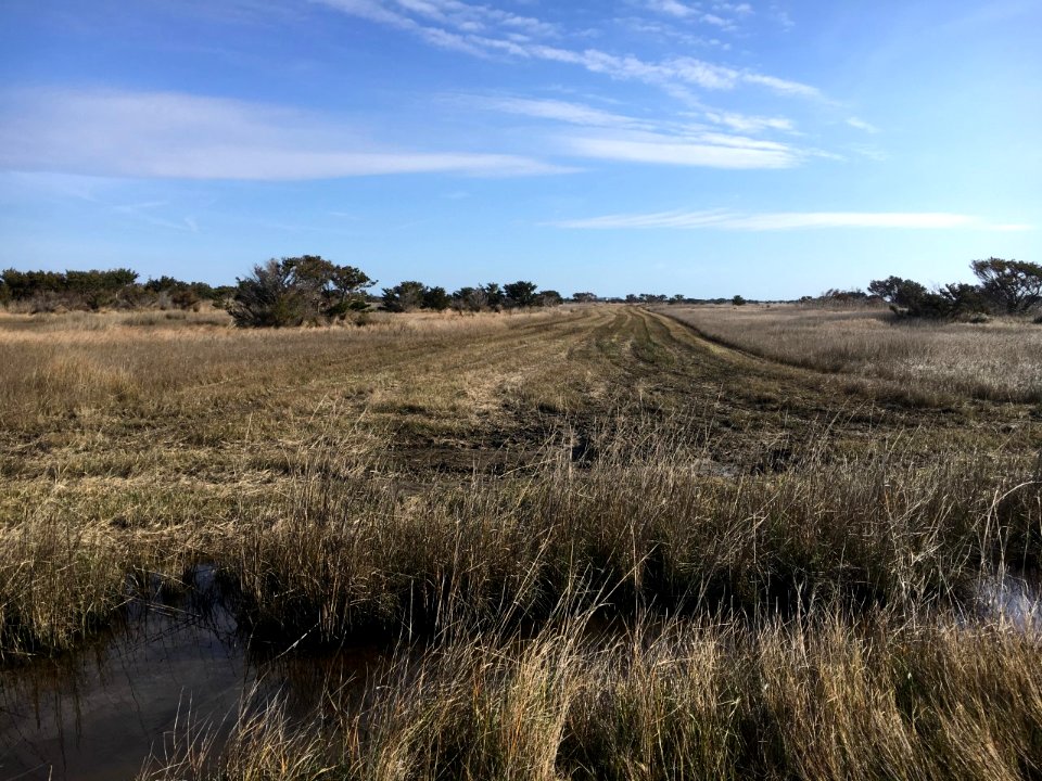 Ocracoke fuel break 2020