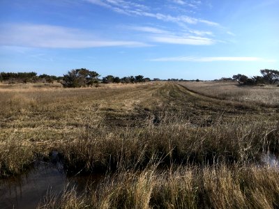 Ocracoke fuel break 2020
