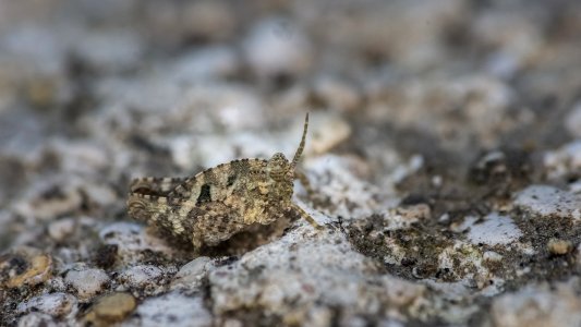 Tetrix bipunctata (Linnaeus, 1758)
