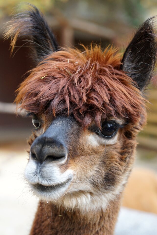 Wool fluffy paarhufer