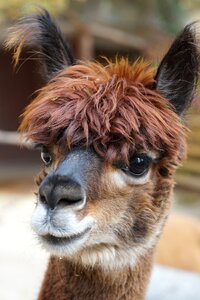 Wool fluffy paarhufer