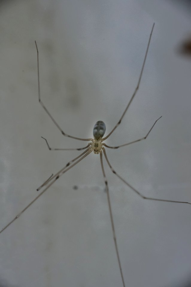 Pholcus phalangioides (Fuesslin, 1775)
