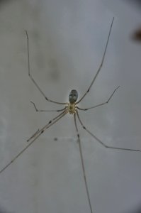 Pholcus phalangioides (Fuesslin, 1775)