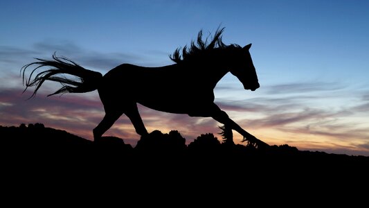 Shadow stallion expensive
