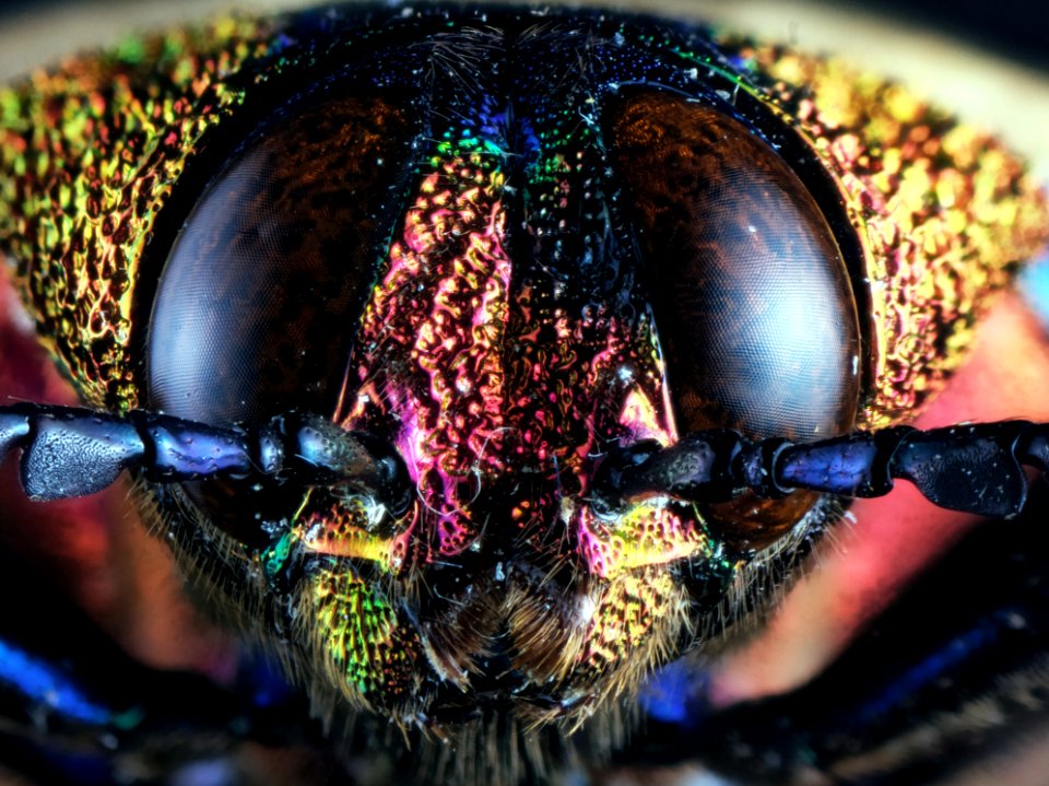 Chrysochroa buqueti (Gory, 1833)