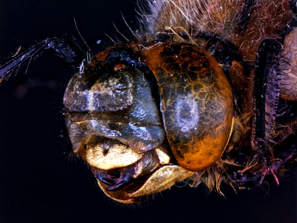 Libellula quadrimaculata Linnaeus, 1758