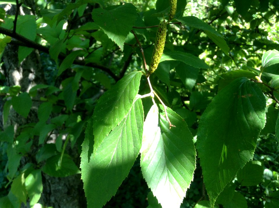Betula schmidtii. Fruit