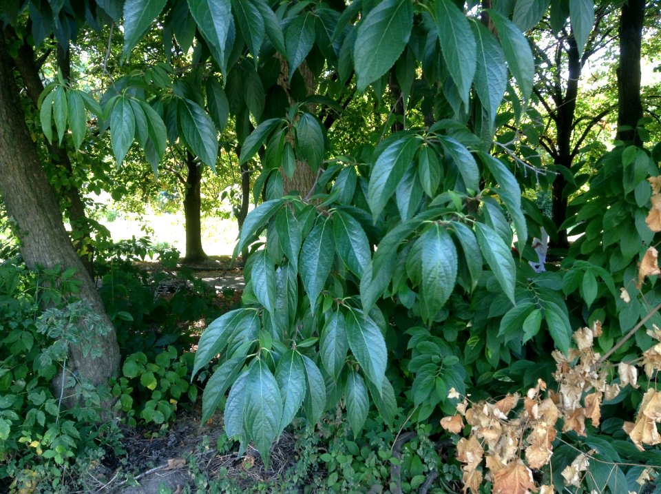 Eucommia ulmoides