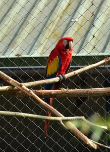 Bird colorful animal world photo