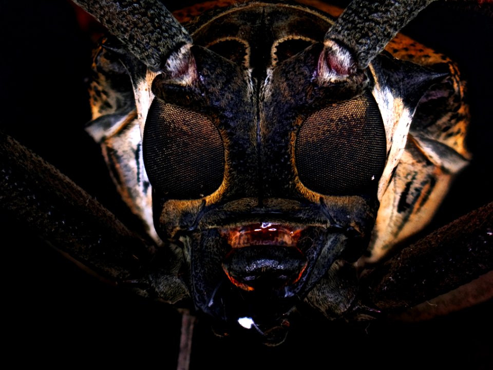 Batocera hercules Boisduval, 1835